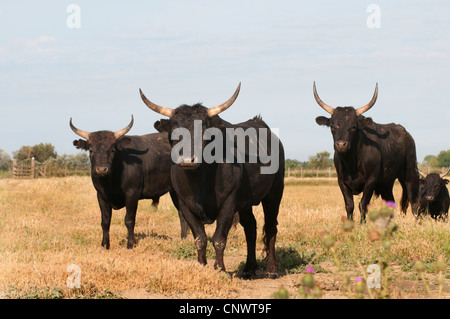 Les bovins domestiques (Bos primigenius f. taurus), taureaux noirs debout sur un pré, France, Camargue Banque D'Images