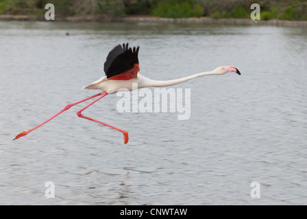 Flamant rose (Phoenicopterus roseus, Phoenicopterus ruber roseus), take off, la France, la Camargue Banque D'Images