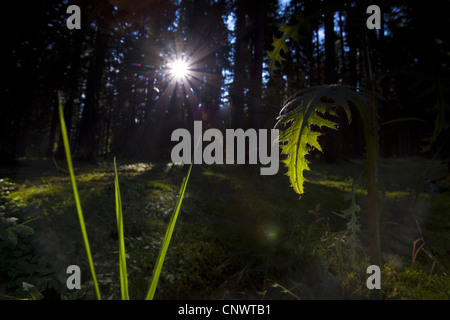 Soleil qui brille à travers les troncs d'arbres sur l'herbe, l'Allemagne, la Saxe, Vogtland, Jocketa Banque D'Images