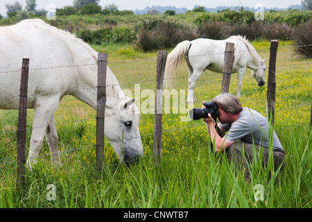 Cheval de Camargue (Equus caballus przewalskii. f), l'homme à prendre des photos de chevaux sur un pâturage, France, Camargue Banque D'Images