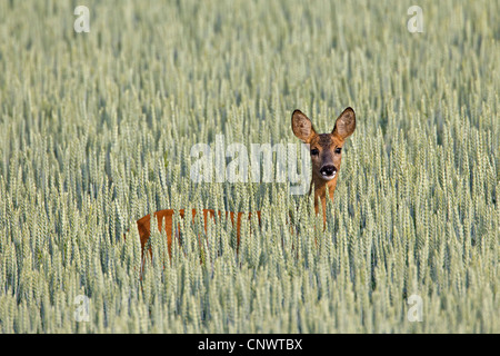 Le chevreuil (Capreolus capreolus) femmes dans un champ sur les terres agricoles, Allemagne Banque D'Images