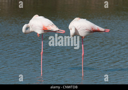 Flamant rose (Phoenicopterus roseus, Phoenicopterus ruber roseus), deux personnes debout dans l'eau sur une jambe, dormir, France, Camargue Banque D'Images