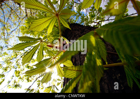 Le marronnier commun (Aesculus hippocastanum), feuilles de châtaignier en contre-jour, l'Allemagne, la Saxe Banque D'Images