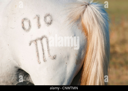 Cheval de Camargue (Equus caballus przewalskii f.), mais avec , France, Camargue Banque D'Images