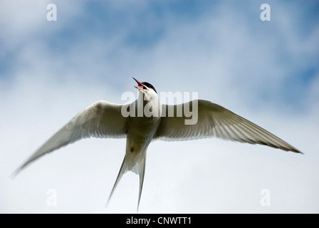 Sterne arctique (Sterna paradisaea), en vol, l'Islande, Husavik Banque D'Images