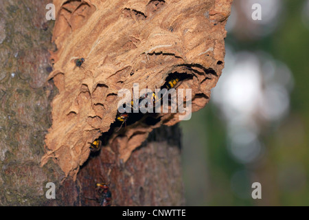 Hornet, brown, hornet hornet Européen (Vespa crabro), à l'entrée du nid, l'Allemagne, la Bavière Banque D'Images