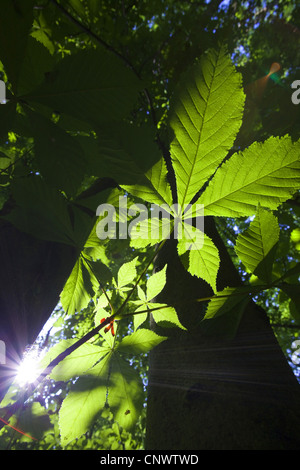 Le marronnier commun (Aesculus hippocastanum), la lumière du soleil qui brillait à travers les feuilles, Allemagne, Brandebourg Banque D'Images