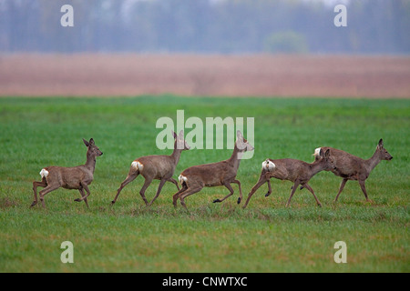 Le chevreuil (Capreolus capreolus) troupeau fuyant à travers les prairies tout en montrant leur croupe blanche des correctifs, Autriche Banque D'Images