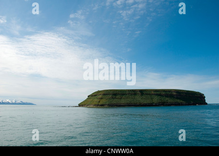 Macareux moine, Fratercula arctica Macareux moine (commune), l'île de Lundey, île de macareux, Islande, Husavik Banque D'Images