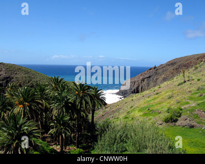 Île des Canaries (Phoenix canariensis), Palm groupe dans un barranco, Canaries, Gomera Banque D'Images