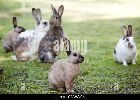 Lapin domestique (Oryctolagus cuniculus f. domestica), certains animaux en différentes tailles et couleurs assis à une pelouse, Vogtlaendische Schweiz Banque D'Images