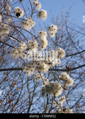 La joie des voyageurs, Old Man's Beard (Clematis vitalba), la fructification en hiver, Allemagne Banque D'Images