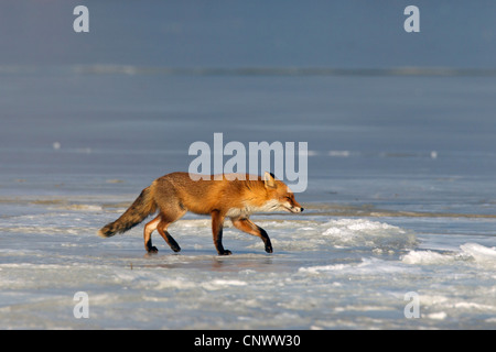 Le renard roux (Vulpes vulpes) marcher sur la glace du lac gelé en hiver Banque D'Images