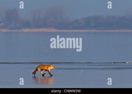 Le renard roux (Vulpes vulpes) marcher sur la glace du lac gelé en hiver Banque D'Images