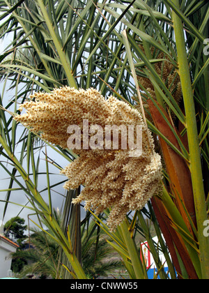 Palmier dattier (Phoenix dactylifera), date des fleurs, des îles Canaries, La Gomera Banque D'Images