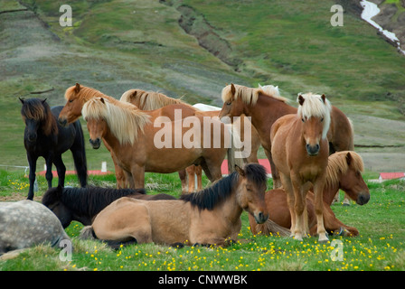 L'Islandic, Islande pony (Equus przewalskii f. caballus), troupeau dans un pré en face du village et montagne, l'Islande Banque D'Images