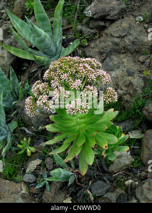 (Aeonium Aeonium urbicum), blooming, Canaries, Gomera Banque D'Images