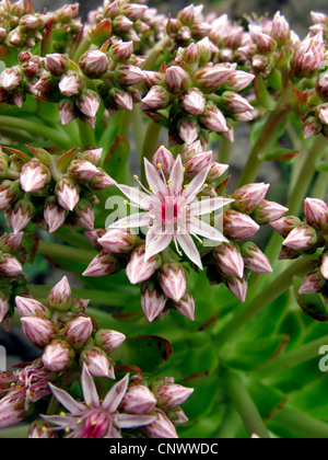 (Aeonium Aeonium urbicum), fleur, Canaries, La Gomera Banque D'Images