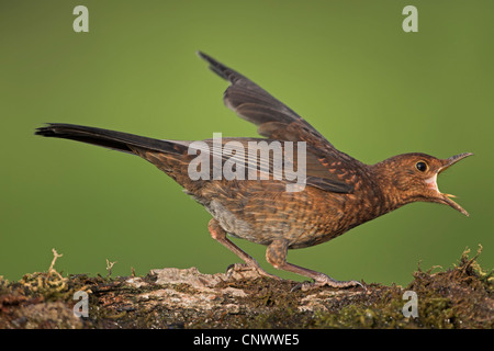 Blackbird (Turdus merula), jeune oiseau posé sur le bois mort moussue, la mendicité, l'Allemagne, Rhénanie-Palatinat Banque D'Images