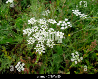 Bullwort, cure-dents ammi, Bishop's flower (Ammi majus), blooming, Canaries, Gomera Banque D'Images