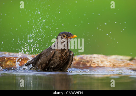 Blackbird (Turdus merula), femme, baignade, Allemagne, Rhénanie-Palatinat Banque D'Images