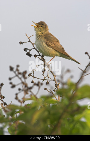 Olivaceous warbler (Hippolais pallida), assis sur le rameau d'un buisson, chant, Grèce, Grèce, Lesbos Banque D'Images