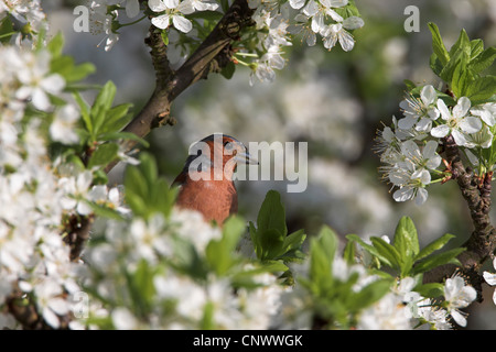 Chaffinch (Fringilla coelebs), homme assis dans blooming cherry tree, Allemagne, Rhénanie-Palatinat Banque D'Images