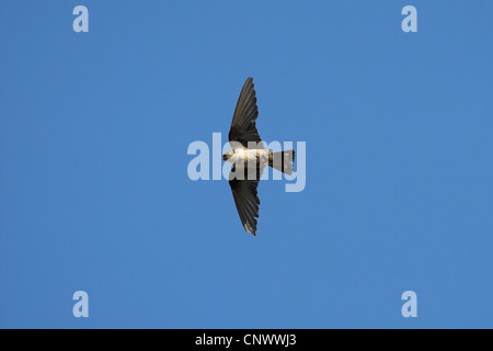 Crag martin (Ptyonoprogne rupestris, Hirundo rupestris), voler, l'Espagne, l'Estrémadure Banque D'Images