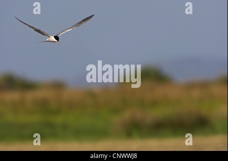 La sterne pierregarin (Sterna hirundo), volant au-dessus de paysage de prairie, Grèce, Lesbos, Kalloni Salt Pans Banque D'Images