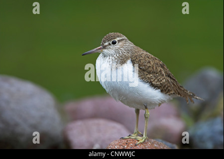 Chevalier grivelé commun (Tringa albifrons, Tringa solitaria), assis sur une pierre, la Grèce, Lesbos Banque D'Images