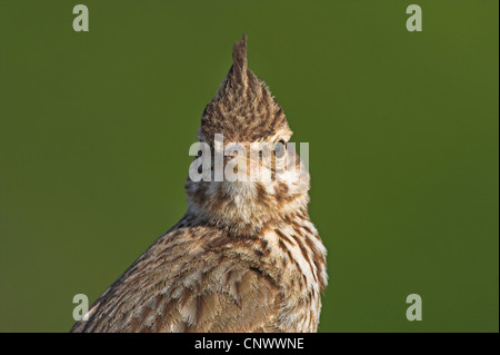 (Galerida cristata crested lark), portrait, Grèce, Lesbos, Kalloni Salt Pans Banque D'Images