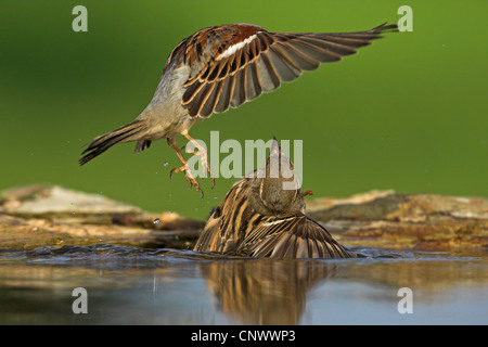 Moineau domestique (Passer domesticus), deux rivaux se battre dans un lieu de l'eau, de l'Allemagne, Rhénanie-Palatinat Banque D'Images