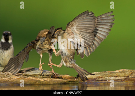 Moineau domestique (Passer domesticus), deux rivaux se battre dans un lieu de l'eau, de l'Allemagne, Rhénanie-Palatinat Banque D'Images