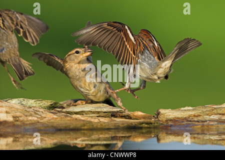 Moineau domestique (Passer domesticus), deux rivaux se battre dans un lieu de l'eau, de l'Allemagne, Rhénanie-Palatinat Banque D'Images