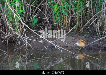 Little crake (Porzana parva), femme au bord d'un ruisseau, la Grèce, Lesbos, Lac Intérieur Banque D'Images