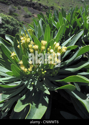 Verode, Berode (Senecio kleinia Kleinia neriifolia,), la floraison, Canaries, La Gomera Banque D'Images