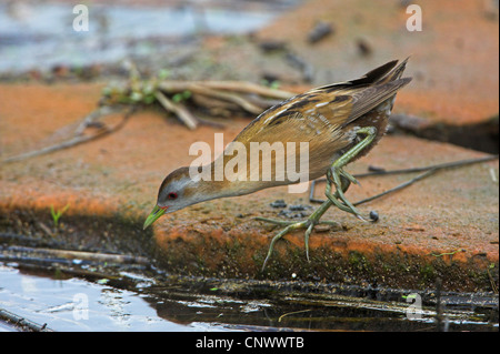 Little crake (Porzana parva), femme au bord d'un marécage, Grèce, Lesbos, Lac Intérieur Banque D'Images