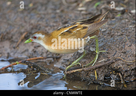 Little crake (Porzana parva), femme au bord d'un marécage, Grèce, Lesbos, Lac Intérieur Banque D'Images