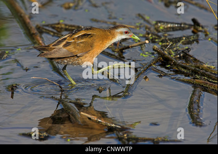 Little crake (Porzana parva), femme marche dans un marais, Grèce, Lesbos, Lac Intérieur Banque D'Images