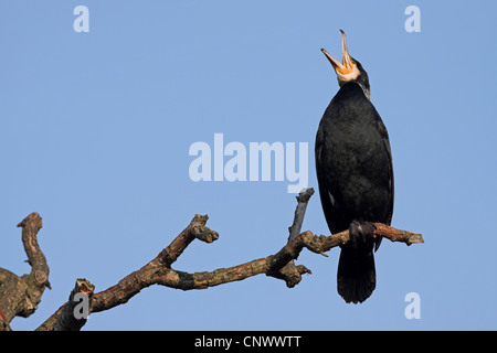 Grand Cormoran (Phalacrocorax carbo), assis sur une branche sèche, appelant, Allemagne, Rhénanie-Palatinat Banque D'Images