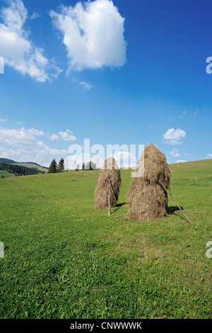 Bottes de foin dans les Carpates, l'Ukraine, l'Oblast de Vinnytsia Banque D'Images