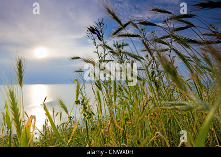 La souris l'orge (Hordeum murinum), en face du coucher de soleil sur la mer, de l'Allemagne, de Mecklembourg-Poméranie-Occidentale, Hiddensee Banque D'Images
