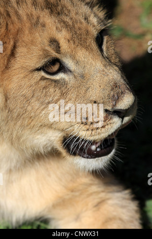 Lion cub interagit avec les travailleurs bénévoles Banque D'Images