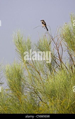 La migratrice (Lanius excubitor), assis dans un buisson, l'Espagne, l'Estrémadure Banque D'Images