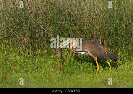 Héron pourpré (Ardea purpurea), homme dans un pré avec un rat traqué dans le bec, Grèce, Lesbos, Kalloni Salt Pans Banque D'Images