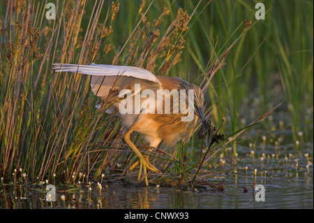 Crabier chevelu (Ardeola ralloides), dans un marécage avec proie dans le bec, Grèce, Lesbos, Kalloni Salt Pans Banque D'Images