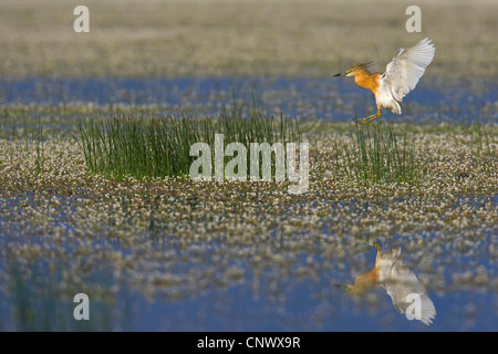 Crabier chevelu (Ardeola ralloides), l'atterrissage dans un marais, Grèce, Lesbos, Kalloni Salt Pans Banque D'Images