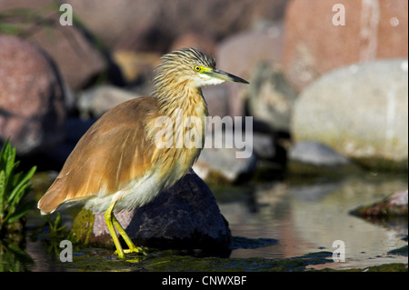 Crabier chevelu (Ardeola ralloides), debout dans l'eau à la rive d'un ruisseau, la Grèce, Lesbos, Faneromeni Banque D'Images