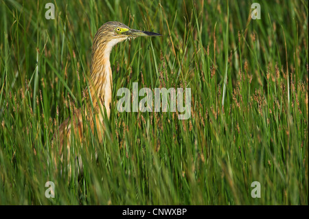 Crabier chevelu (Ardeola ralloides), debout dans un marais parmi les joncs, Grèce, Lesbos, Kalloni Salt Pans Banque D'Images