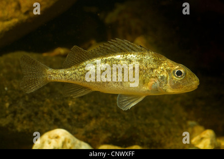 Le lac Ammersee, la grémille (Gymnocephalus pape le lac Ammersee) ambriaelacus, seul individu d'une nouvelle espèce, 2010 trouvé dans le lac Ammersee, Allemagne, Bavière, Ammersee Banque D'Images